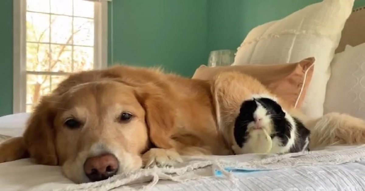 d2.jpg?resize=412,275 - This Dog And Guinea Pig Are Best Pals And Even Eat "Zoodles" Together