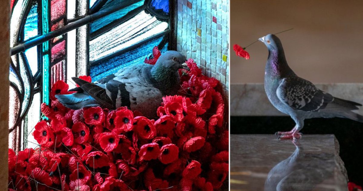 d2.png?resize=412,275 - Des coquelicots ont disparus de la tombe d'un soldat et ont été retrouvés dans un magnifique nid de pigeon