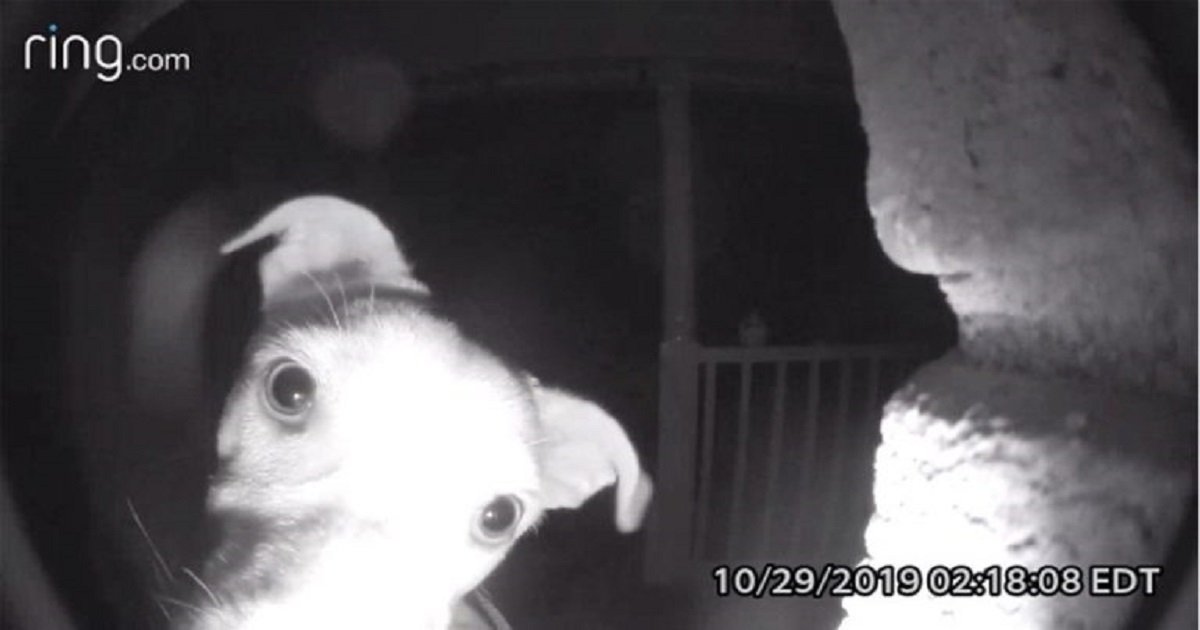 d3 1.jpg?resize=1200,630 - Vidéo incroyable : Un chien enfermé dehors par erreur sonne à la porte pour que ses propriétaires lui ouvrent