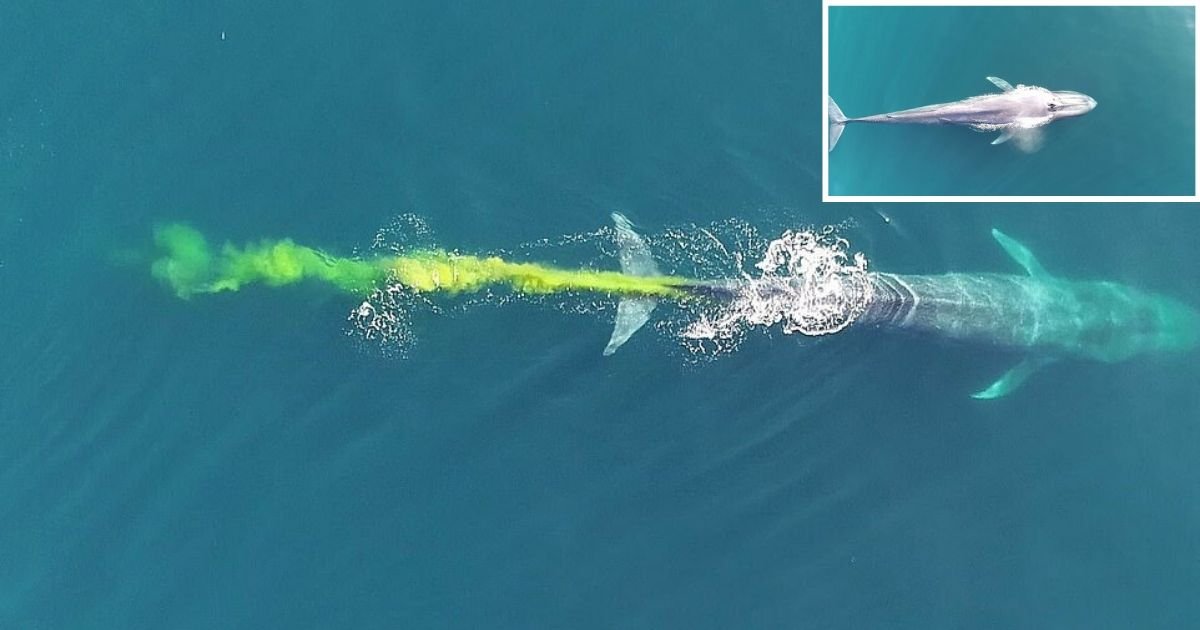 d3 11.jpg?resize=1200,630 - Moment fantastique: une baleine bleue se soulage et jaunit l'eau