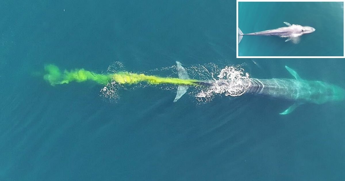 d3 11.jpg?fit=1024%2C538&ssl=1&strip=all - A Fantastic Moment When a Blue Whale Opens its Bowels and Turns The Water Yellow