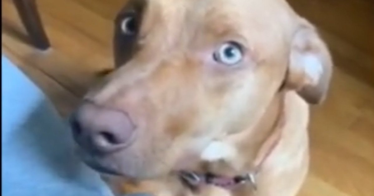d3 14.jpg?resize=412,275 - Needy Dog Climbed On Laptop To Get His Owner's Attention