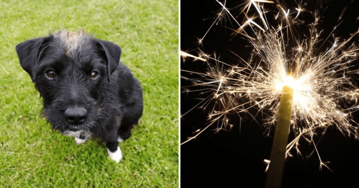 d3 2.jpg?resize=1200,630 - A Puppy Passed Away From a Heart Attack Which Was Caused by The Sound of Bursting Crackers