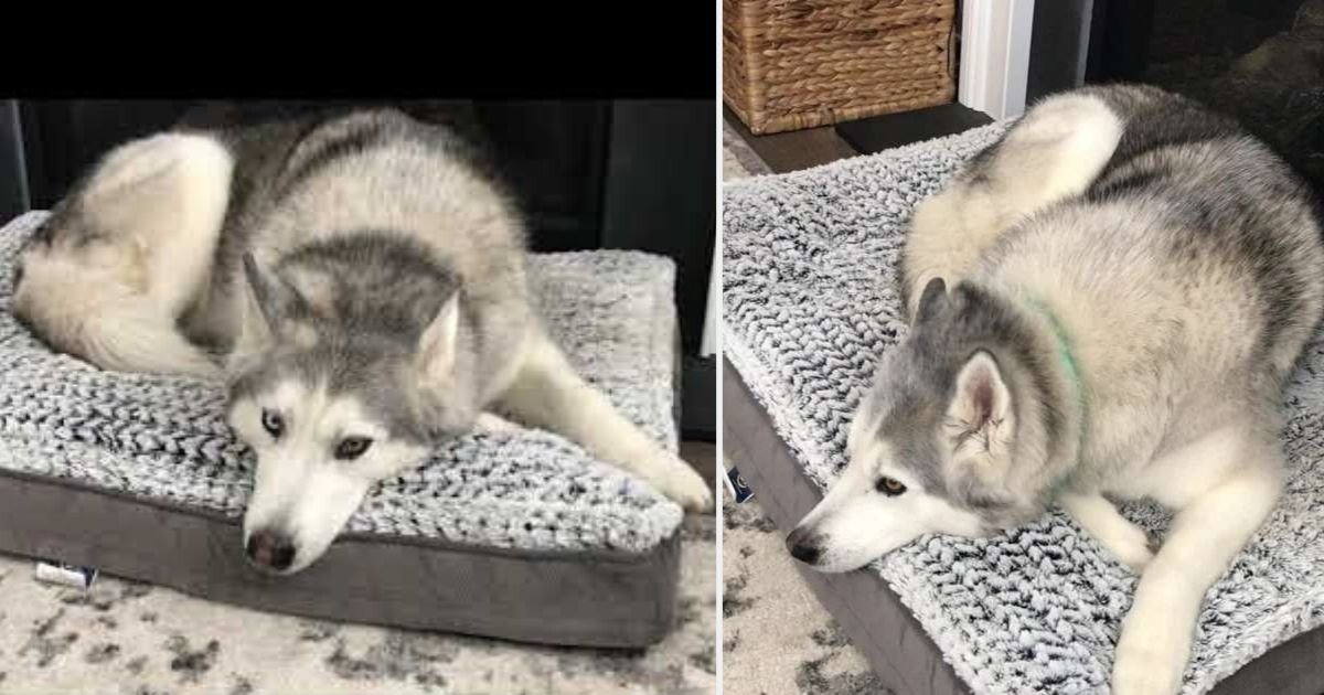 d4 3.jpg?resize=412,275 - Dogs Often Resemble Their Owners’ Behaviour