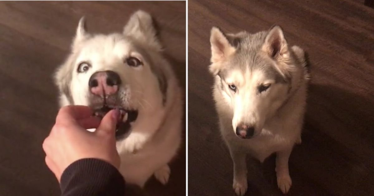 d5 3.jpg?resize=1200,630 - Husky Got His Treat By Howling His Owner Towards The Treat