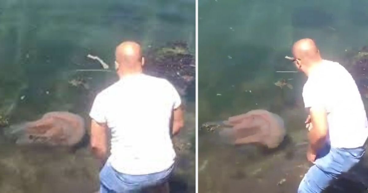 d5.jpg?resize=412,275 - A Brave Man Jumps into The Water to Save The Jellyfish