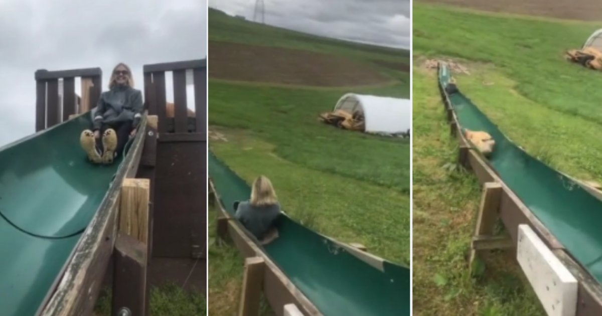 d5.png?resize=412,275 - Daring Dog Chases His Owner By Jumping Off the Slide