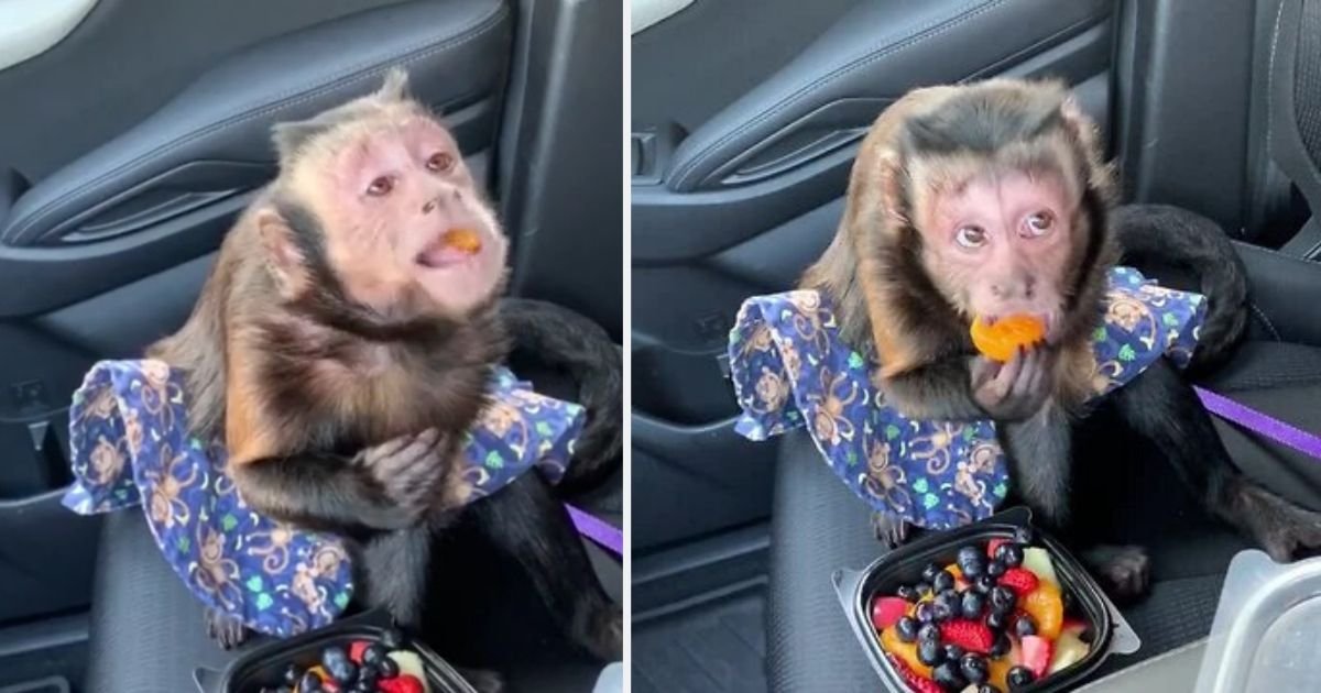 d6 1.jpg?resize=412,275 - Monkeys Enjoyed a Great Drive Through The Fruity Treat