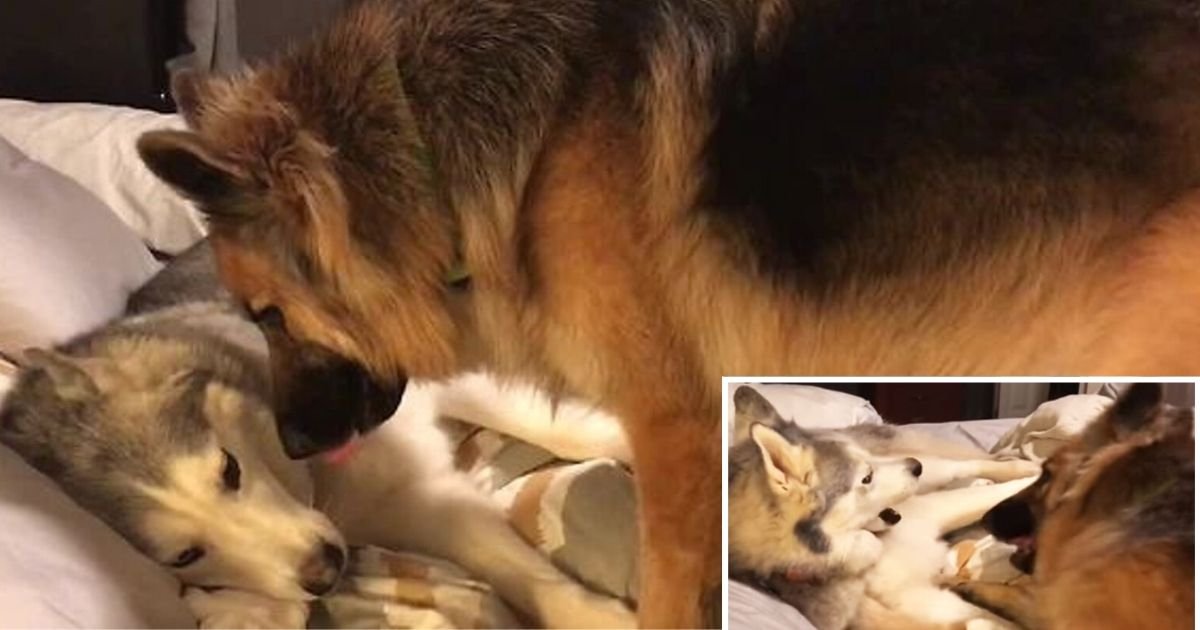 d6 3.jpg?resize=412,275 - German Shepherd Not Letting His Husky Friend Sleep