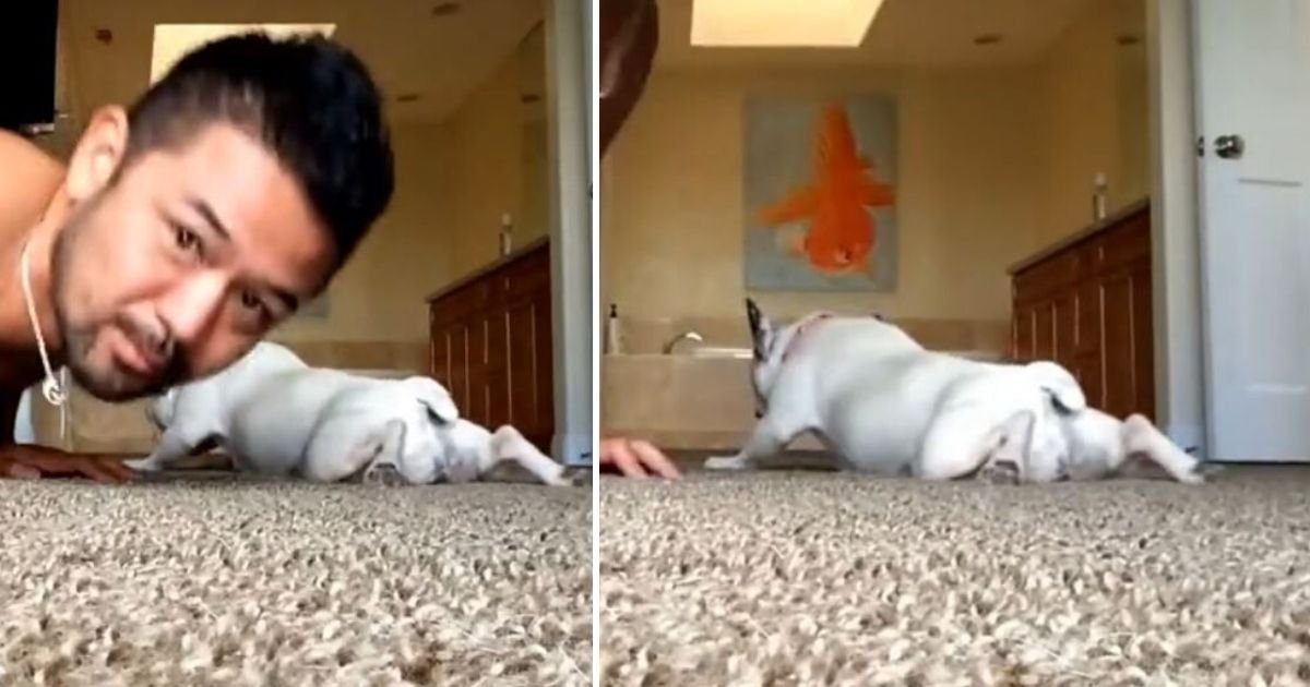 d6 4.jpg?resize=412,275 - A cute little dog does push-ups with her owner
