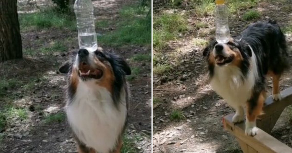 d6.png?resize=412,275 - An Australian Shepherd Balances A Water Bottle By Walking On A Thin Bar and Making a 90 Degrees Bend