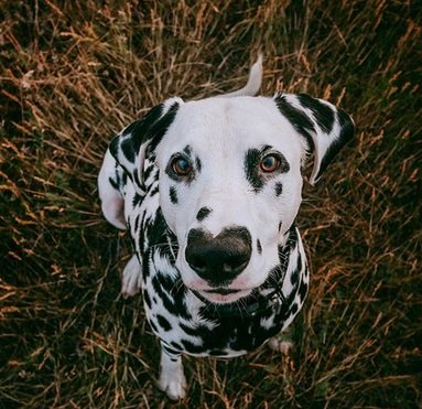 dalm1.jpg?resize=1200,630 - Faites connaissances avec Wiley, un dalmatien avec une petite particularité...