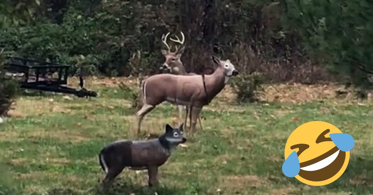 deer4.png?resize=1200,630 - Wild Deer Left Confused After The Head Of Statue He's Making Love With Fell Off