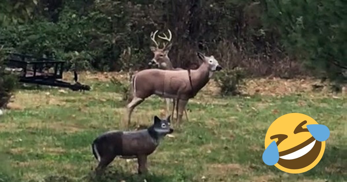 deer4.png?resize=412,275 - Un cerf sauvage devient confus lorsque la tête de la statue avec laquelle il fait l'amour tombe