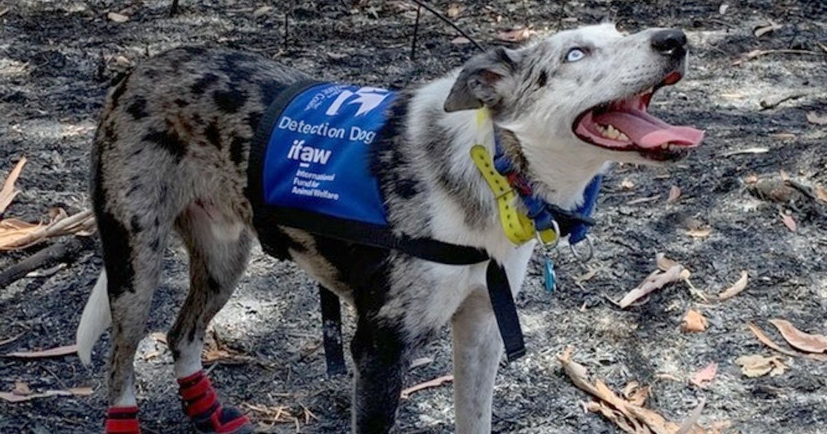 detection dog is saving injured koalas following devastating bushfires in australia.jpg?resize=412,275 - Hero Dog Saved Injured Koalas Following Bushfires In Australia