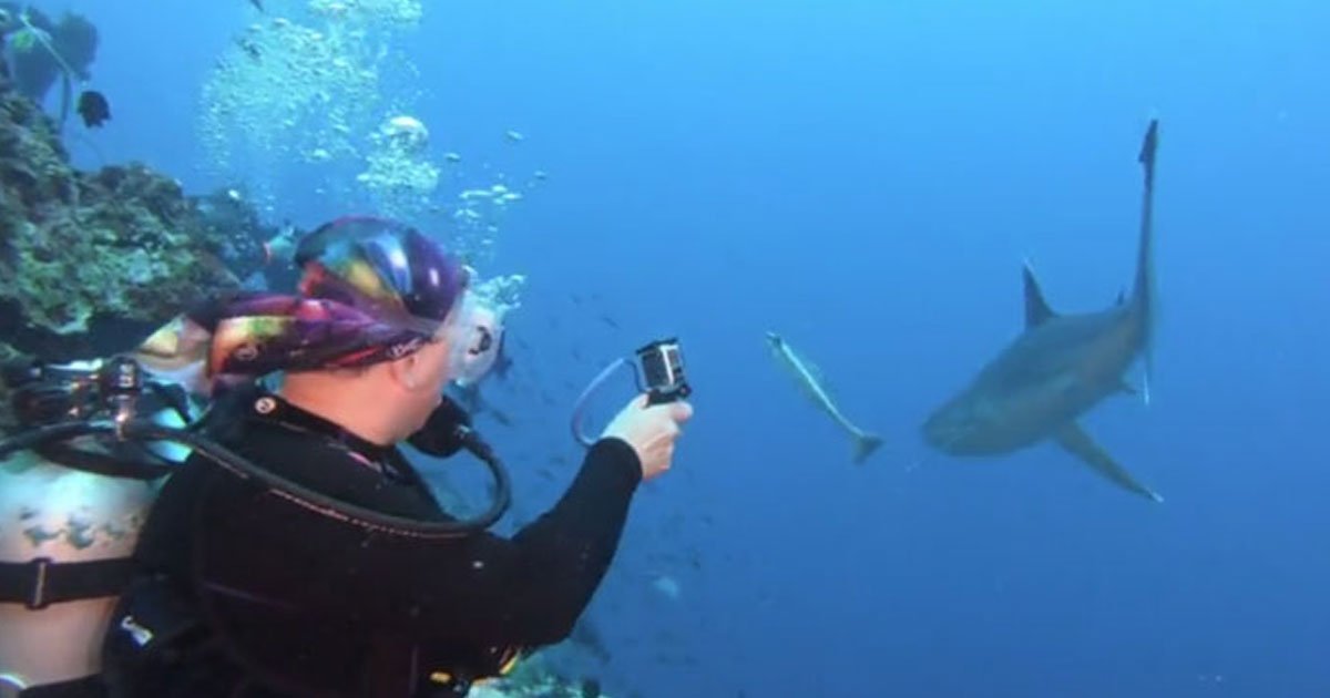 diver hit shark.jpg?resize=412,275 - Scuba Diver Punched A Shark On Its Snout After It Came Close To Her Face