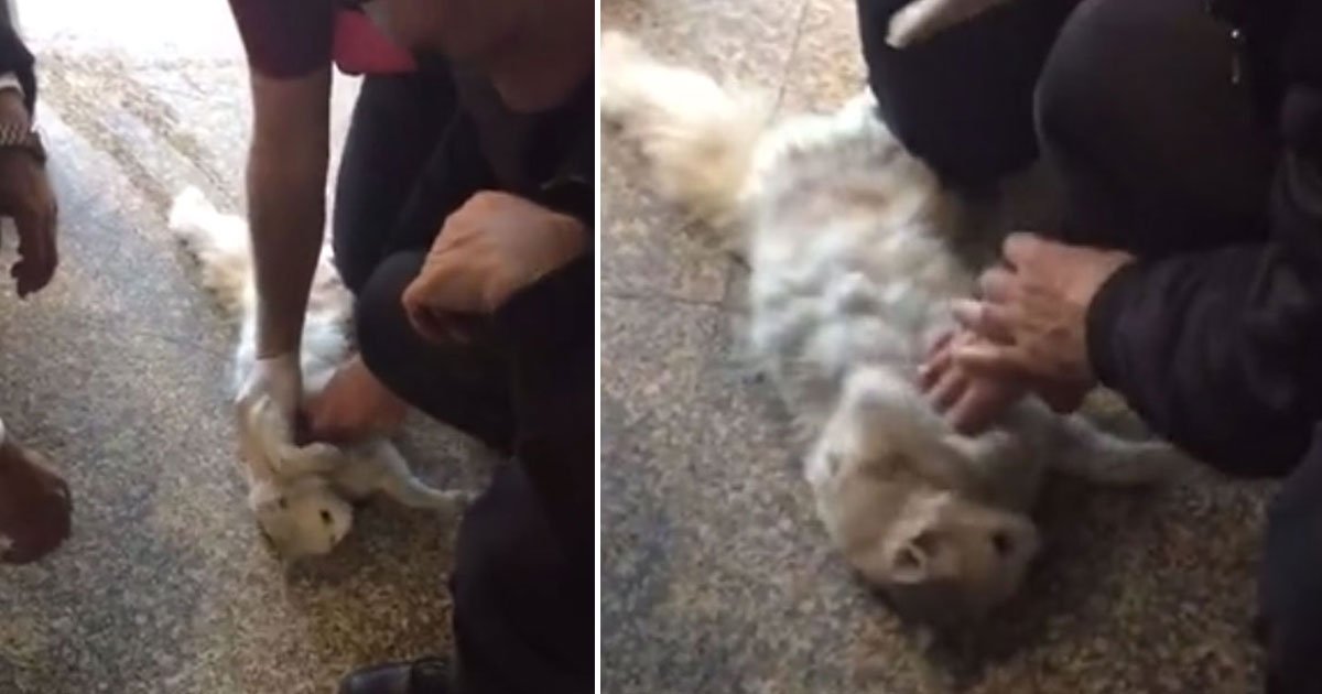 doctor performed cpr cat.jpg?resize=412,275 - Doctor Saved A Cat By Performing CPR And Later Adopted It