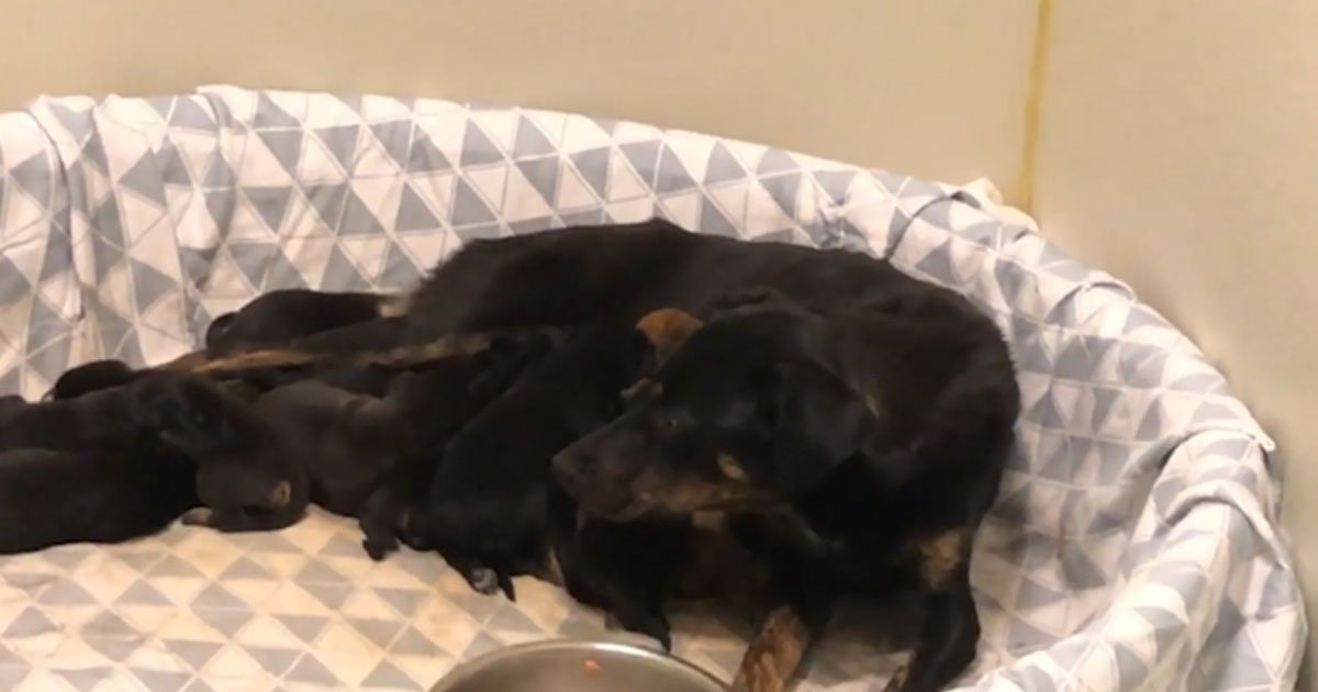 dog and 13 pups.jpg?resize=412,275 - Dog With A Broken Foot Alerted Rescuers To 13 Newborn Pups That She Had Hidden Inside A Den