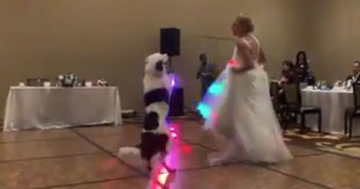 bride dancing with dog