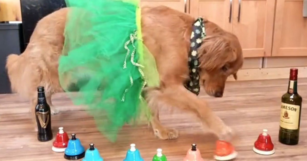 dog celebrating st patricks day.jpg?resize=412,275 - Dog Celebrating St. Patrick’s Day By Playing 'Danny Boy' On The Bells