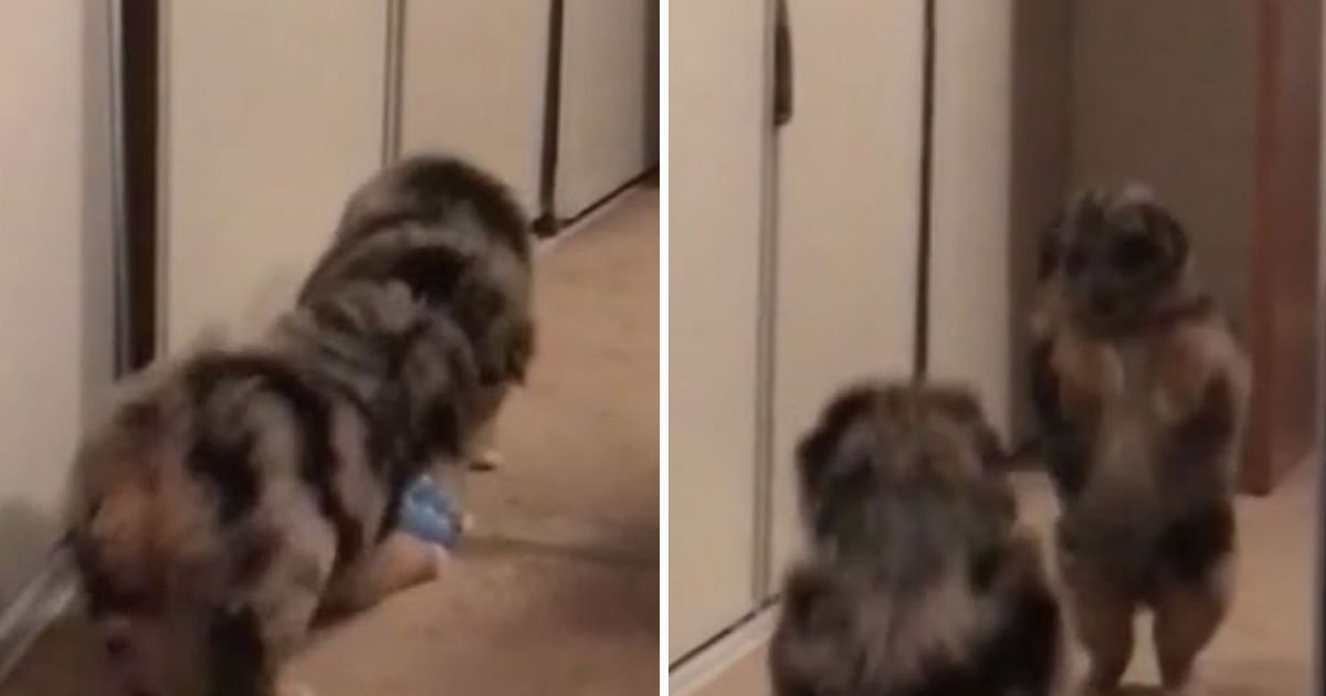 dog fights mirror image.jpg?resize=412,275 - Video Of An Adorable Puppy Fighting With His Mirror Image
