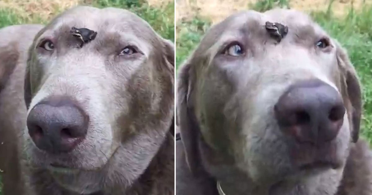 dog frog sit face.jpg?resize=412,232 - Kind-Hearted Dog Let A Tiny Frog Sit On Its Face