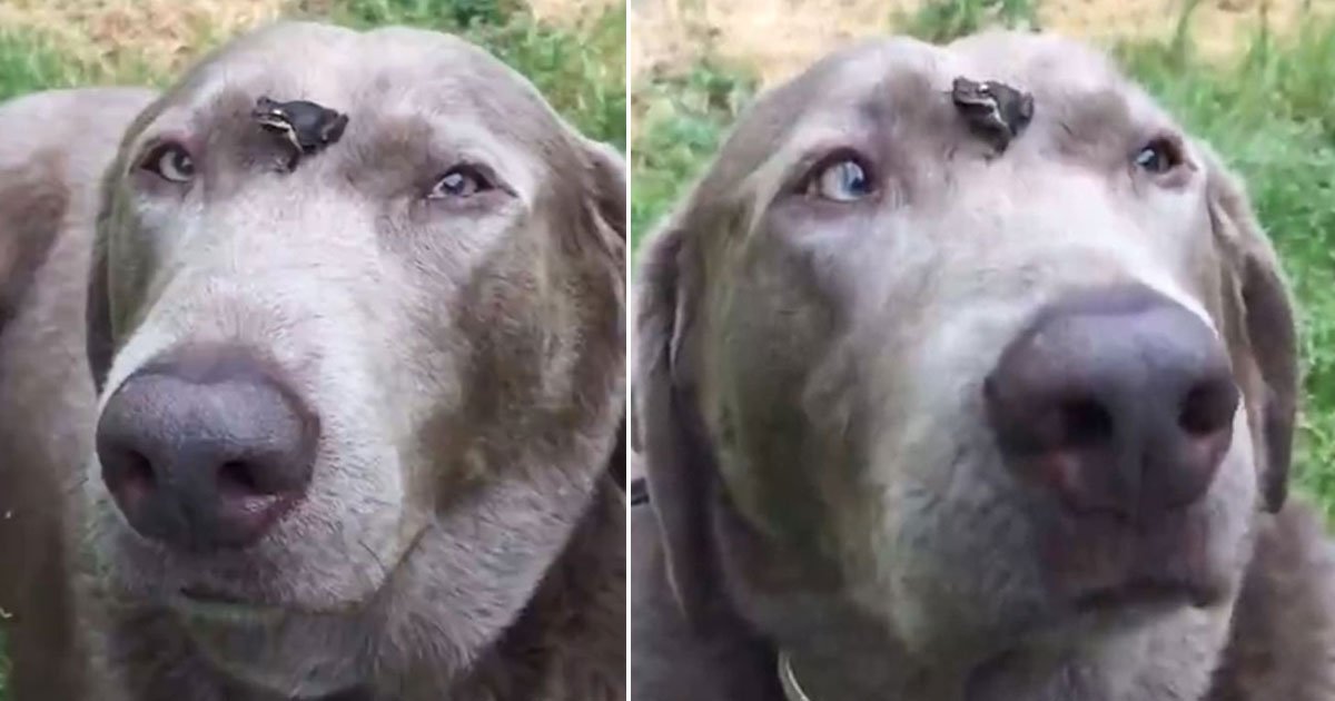 dog frog sit face.jpg?resize=412,275 - Kind-Hearted Dog Let A Tiny Frog Sit On Its Face