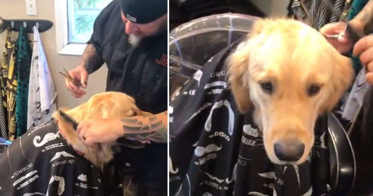 dog fur cut.jpg?resize=412,275 - Adorable Golden Retriever Sits Calmly To Get A Fur Cut