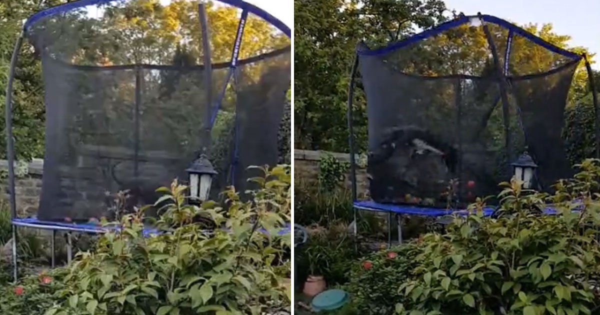 dog jumping trampoline.jpg?resize=1200,630 - Dog Loves Jumping On A Trampoline In Its Owner’s Garden