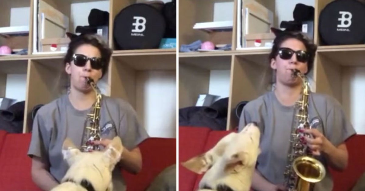 dog music howling.jpg?resize=412,275 - Video Of A Dog Howling While His Owner Playing Her Saxophone