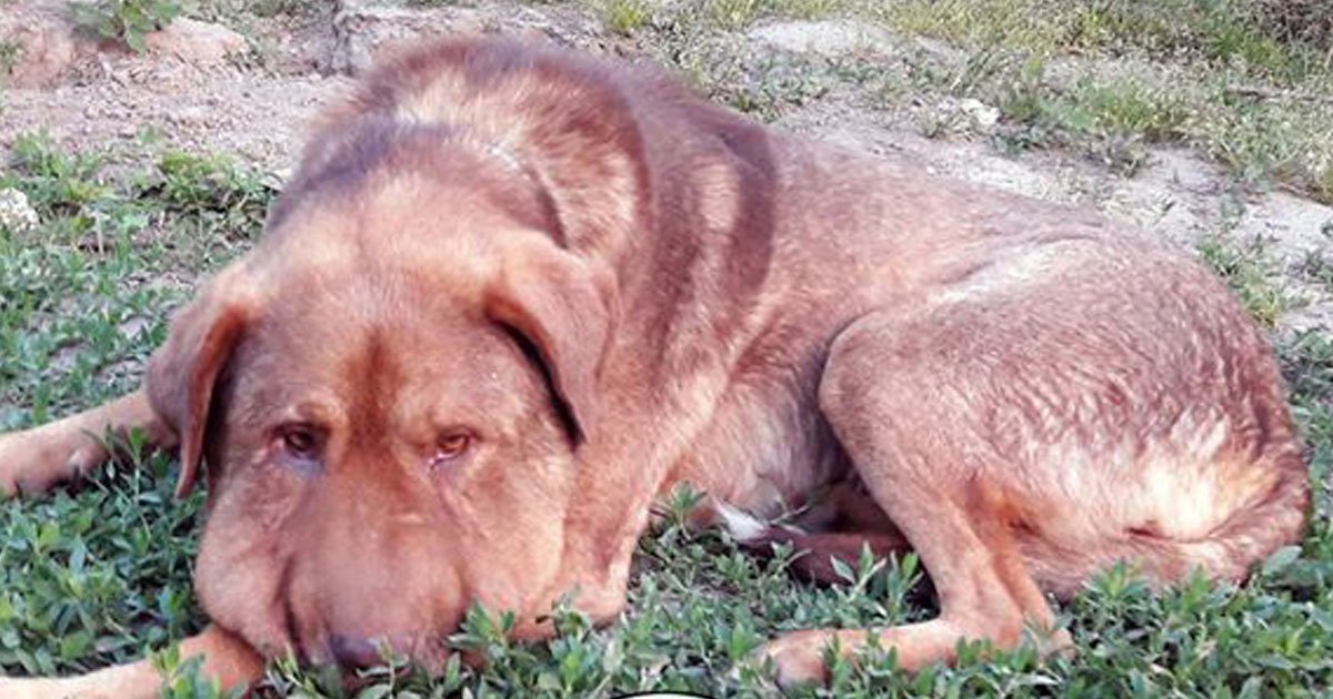 dog passed away.jpg?resize=412,275 - Dog - Who Was Tied Up With A Rope Around His Neck - Passed Away