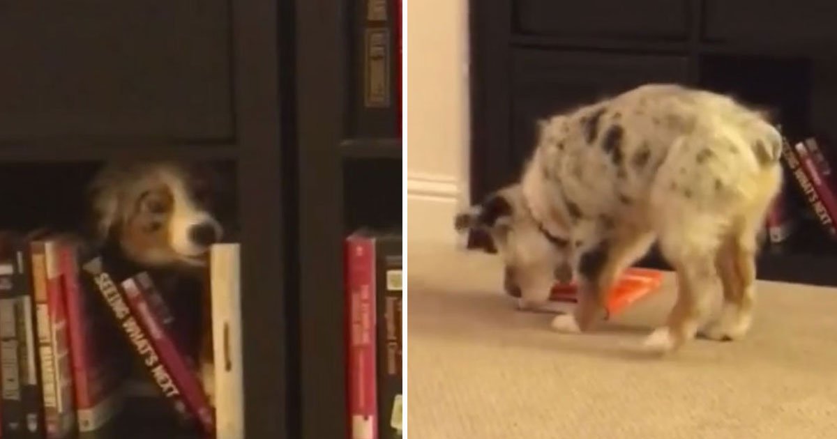 dog pulling book shelf.jpg?resize=412,232 - Video Of A Pup Pulling A Book Off The Shelf For Its Owner