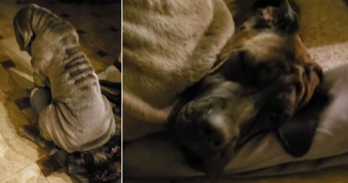 dog sitting on dog sibling.jpg?resize=412,275 - Hilarious Video Of A Big Dog Sitting On His Dog Sibling