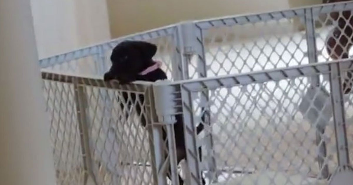 dog the great escape.jpg?resize=412,275 - Adorable Pup Escapes From The ‘Prison’ To Play With His Friends