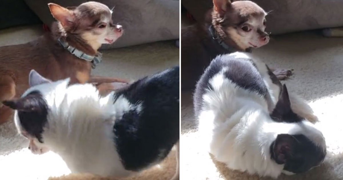 dog without front legs.jpg?resize=412,275 - Adorable Video Of A Dog Who Was Born Without Front Legs