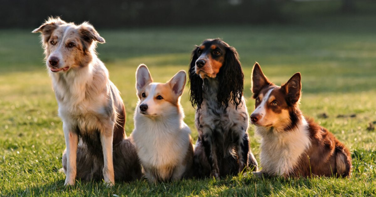 doggies2.png?resize=1200,630 - Crier aux chiens a des effets négatifs à long terme sur leur bonheur