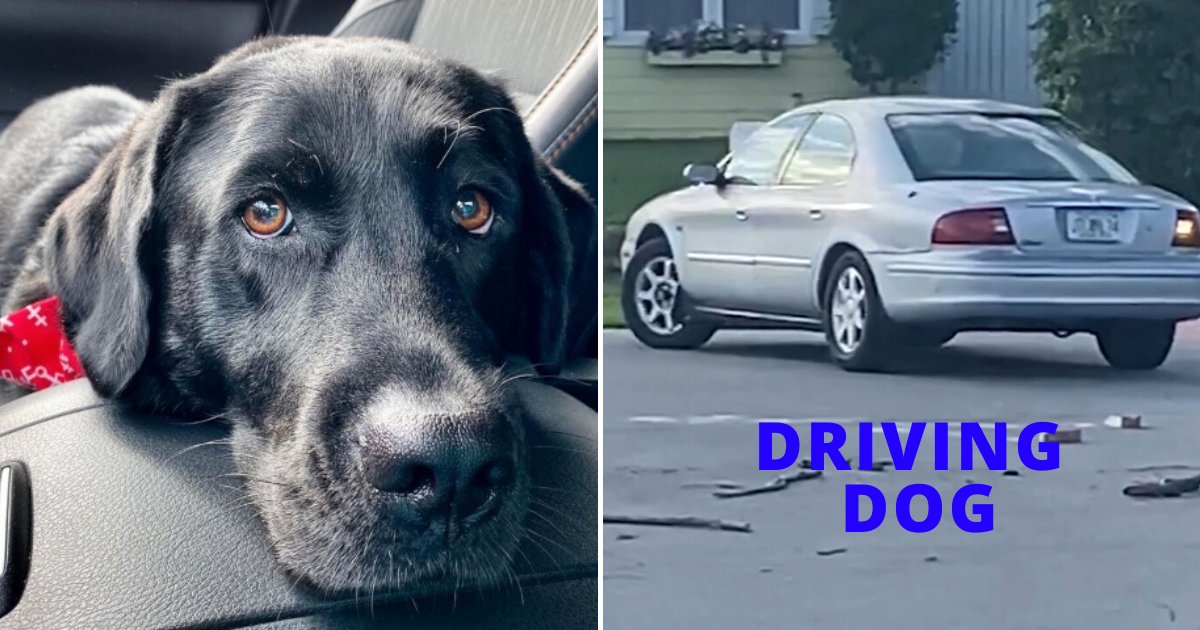 doggy5.png?resize=1200,630 - Dog Drove A Car For An Hour After Owner Left The Canine In The Vehicle To Run Some Errands