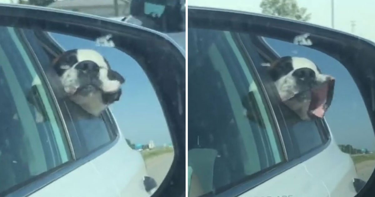 dogs face flaps in the wind.jpg?resize=1200,630 - Hilarious Video Of A Dog’s Face Flapping In The Wind