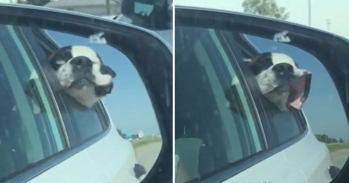 dogs face flaps in the wind.jpg?resize=412,275 - Hilarious Video Of A Dog’s Face Flapping In The Wind