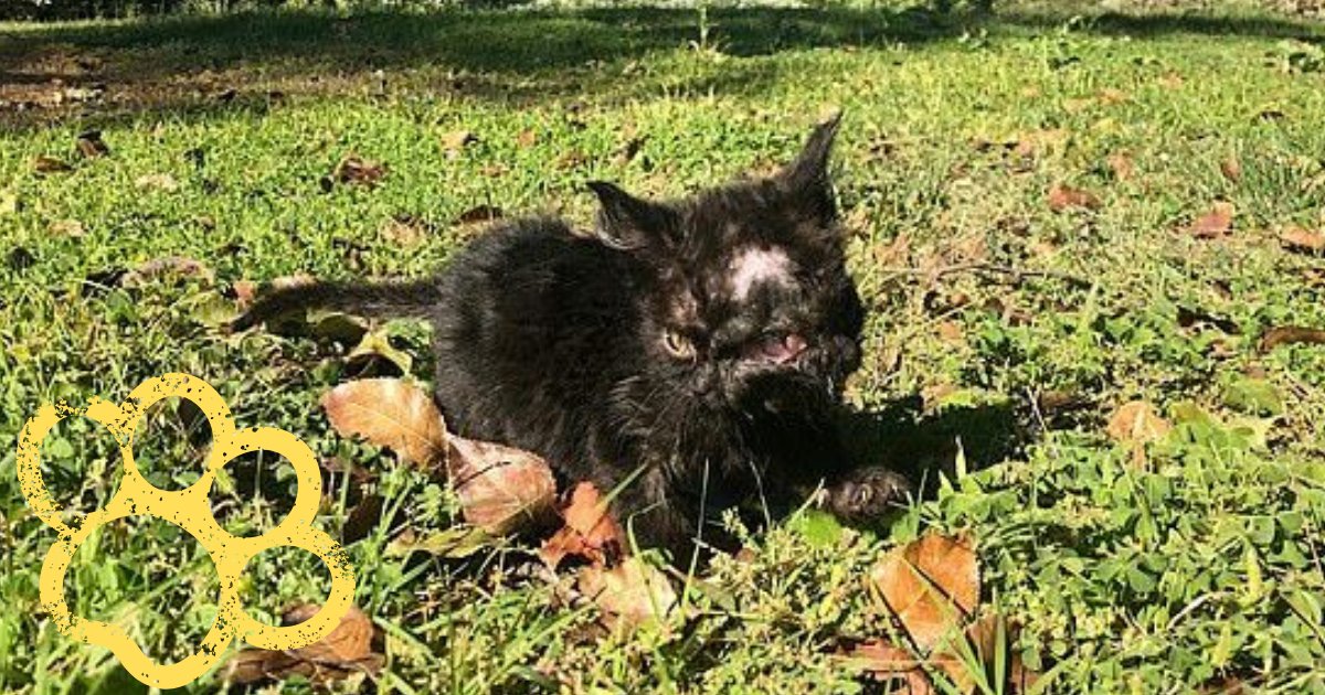 duo6.png?resize=412,275 - Tiny Kitten Born With Two Faces Defeats The Odds, Thanks To Vet's Dedication And Love