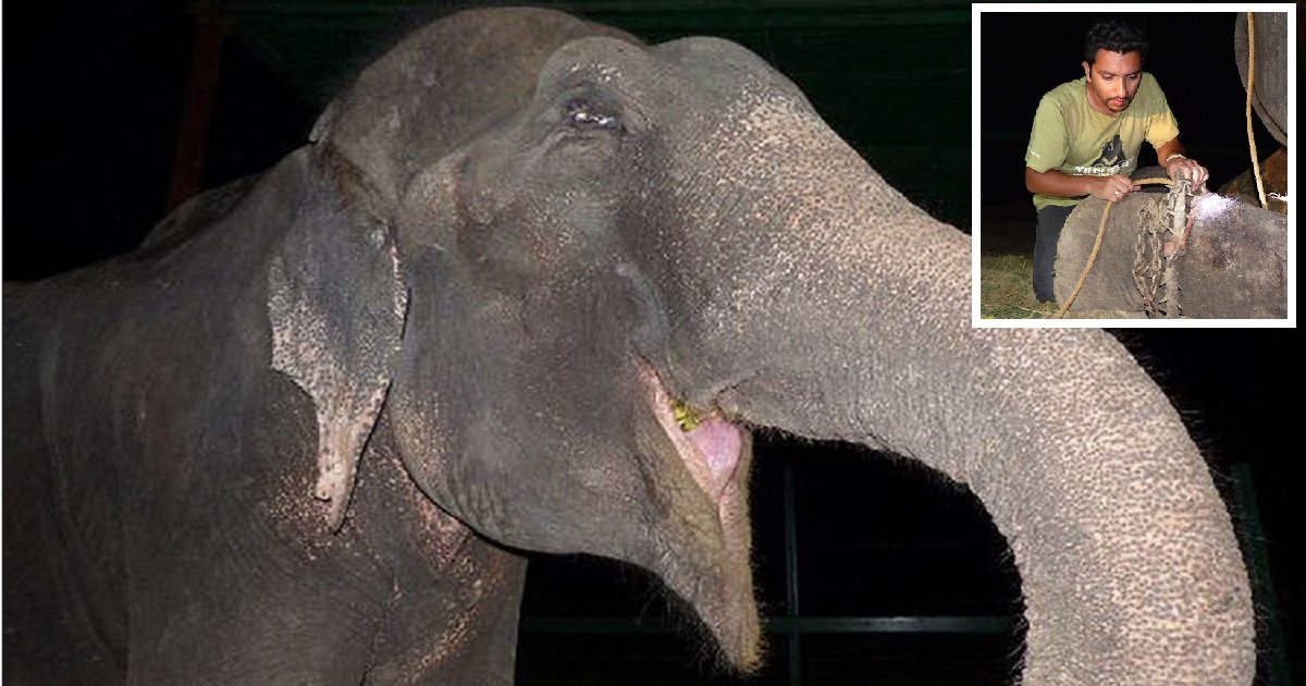 e4.jpg?resize=1200,630 - Raju The Elephant Had Tears Running Down His Face As He Was Rescued After Being Chained Up For 50 Years