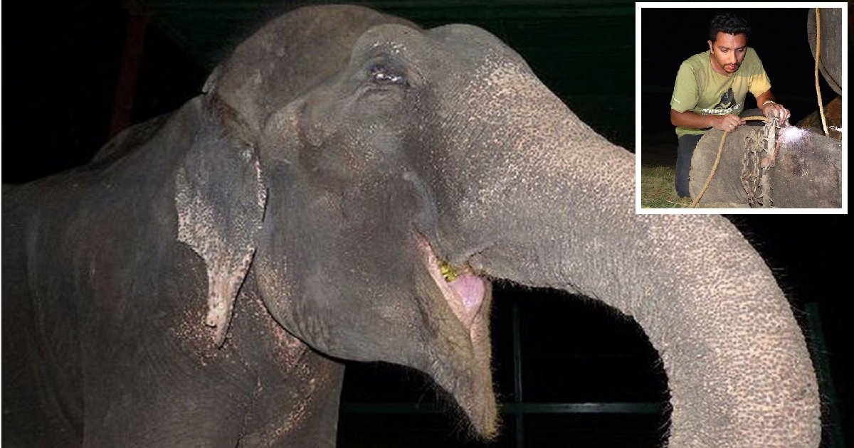 e4.jpg?resize=412,275 - Raju The Elephant Had Tears Running Down His Face As He Was Rescued After Being Chained Up For 50 Years