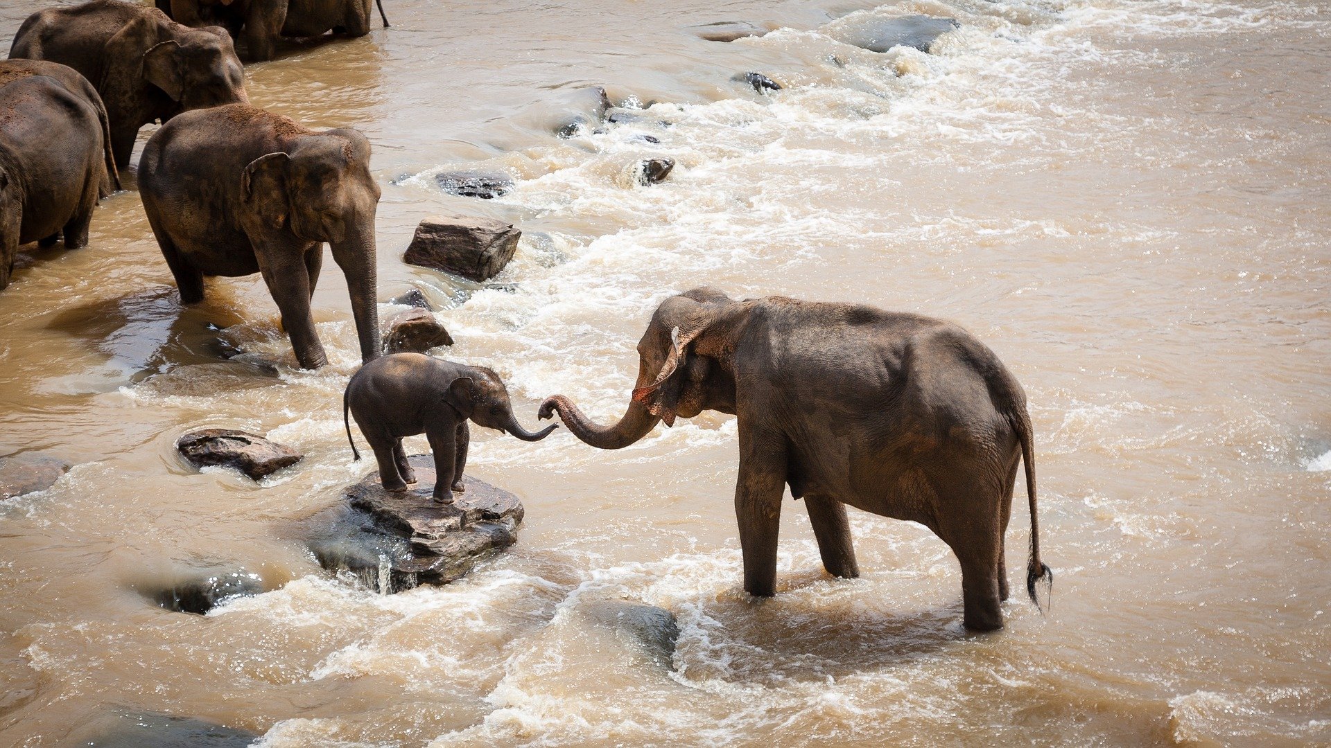 elephants 1900332 1920.jpg?resize=412,232 - Alerte WWF: si rien n'est fait les éléphants d'Afrique disparaitront dans 20 ans