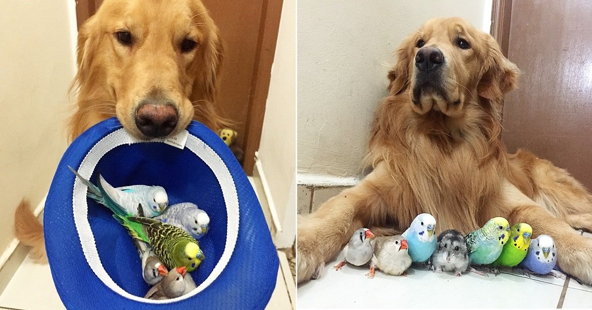 f5.jpg?resize=1200,630 - A Golden Retriever Became Best Friends With 8 Birds And A Hamster