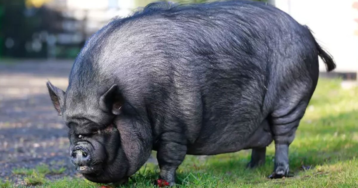 Firefighters Rescued A 420-Pound Pig From An Apartment - Small Joys