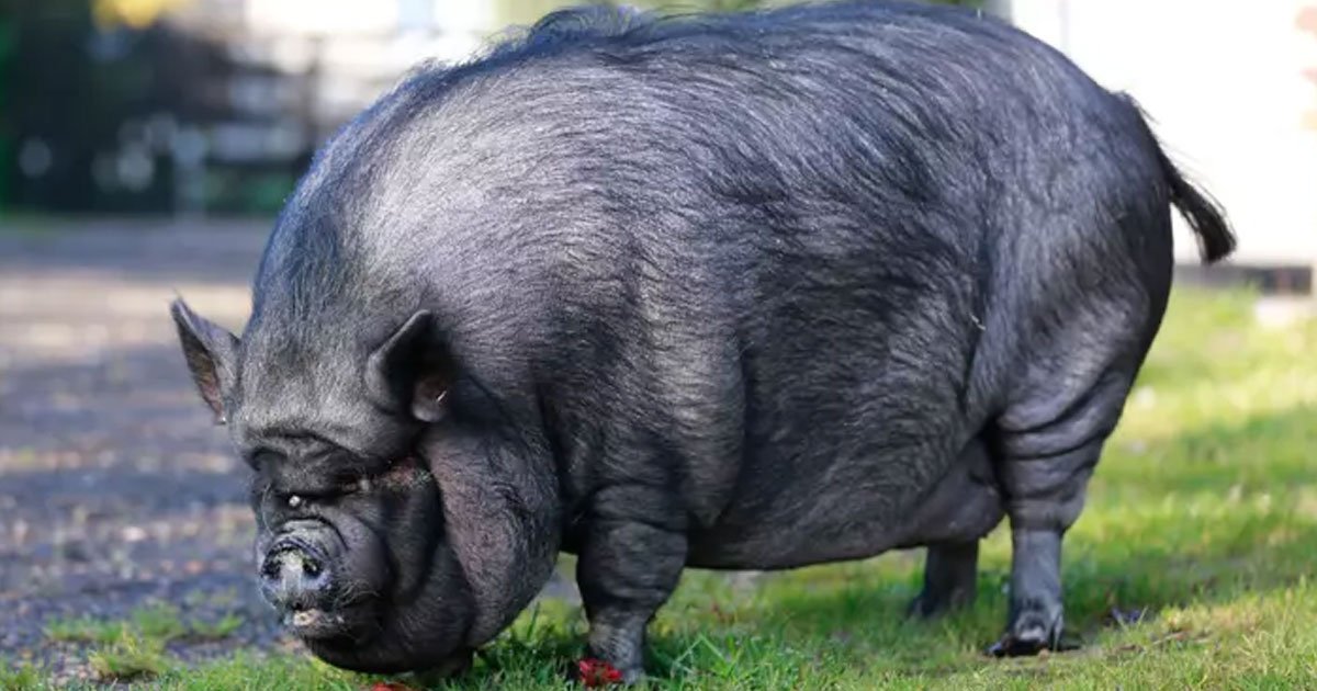 firefighters rescued huge female pig using special stretcher to handle her whopping 190 5kg weight.jpg?resize=412,232 - Des pompiers ont sauvé un cochon de 190 kilos d'un appartement
