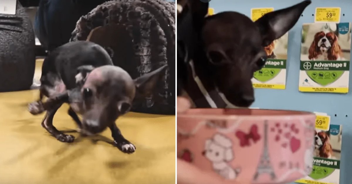 freddie5.png?resize=412,275 - Man Takes Dog With Special Needs To Store And Buys Her Everything She Touches