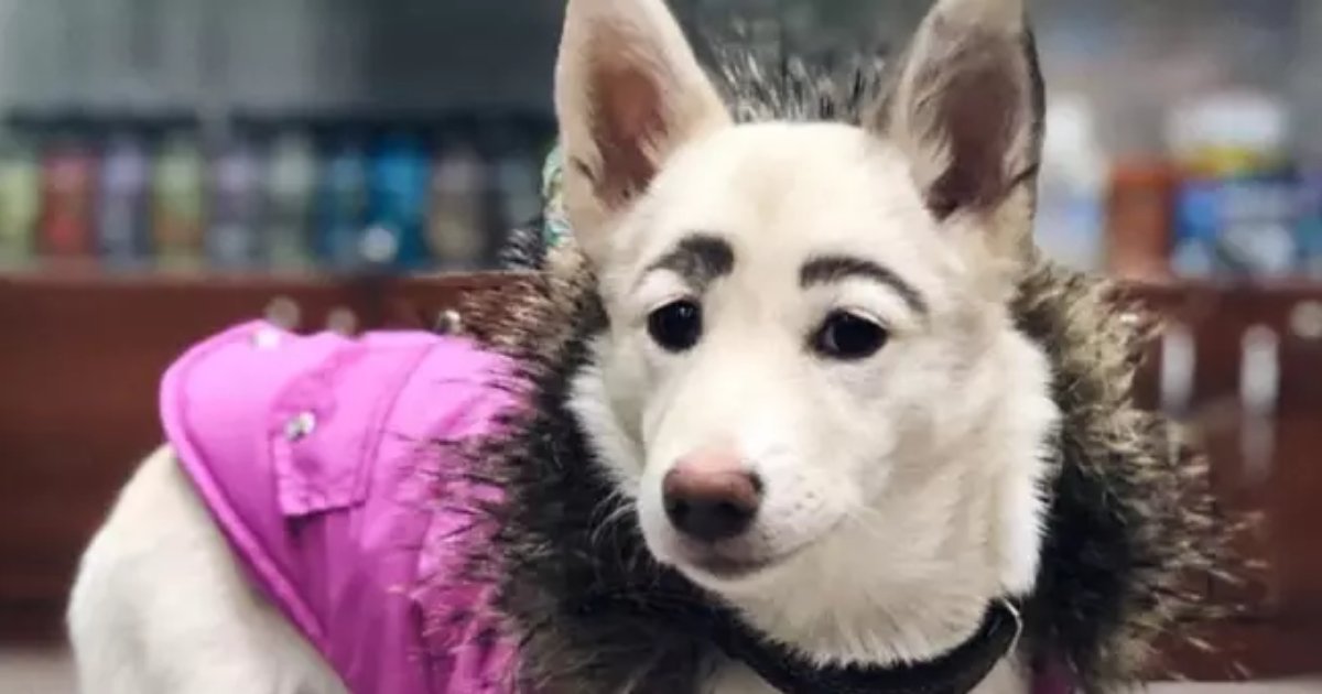 frida4.png?resize=1200,630 - Meet Frida, A Rescue Dog Who Is Going Viral For Her Human-Like Eyebrows