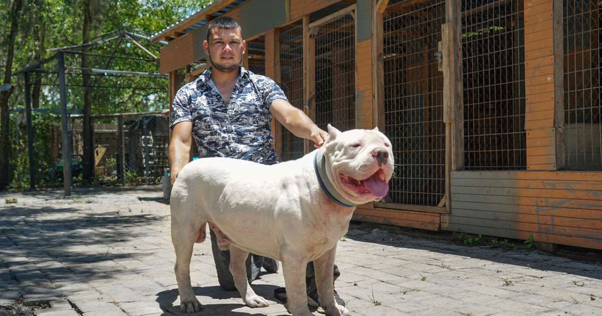 frozen american pitbull polar bar.jpg?resize=412,275 - Frozen - An American Pitbull Who Is Twice The Size Of A Normal Pitbull