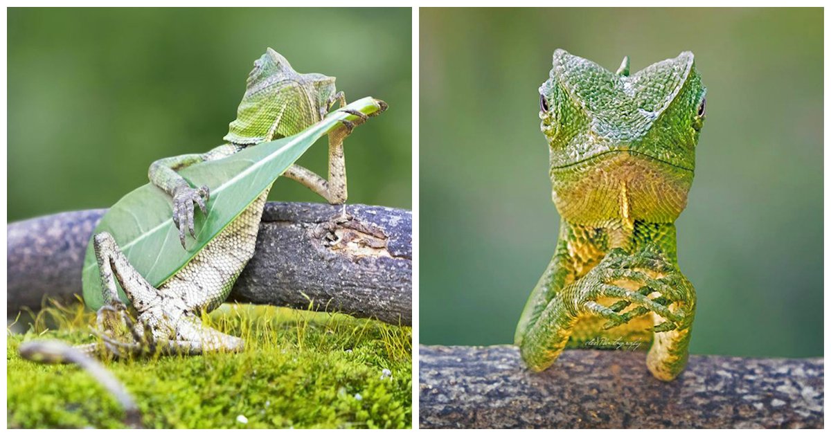 g3.png?resize=412,275 - A Dragon Lizard Looked As If It Was "Chilling" And "Playing" His Leaf Guitar